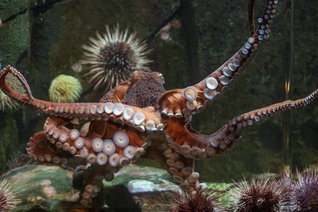 VIDEO: Henry, the giant Pacific octopus named for B.C. doctor, released ...