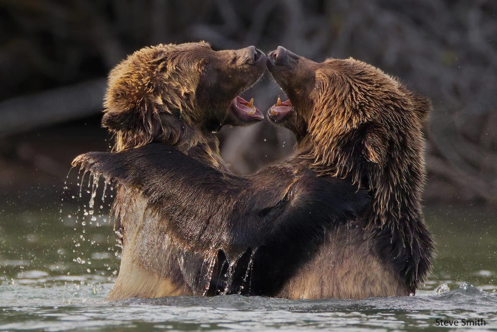 Victoria Camera Club Captures Top Spot In Prestigious Nature And 