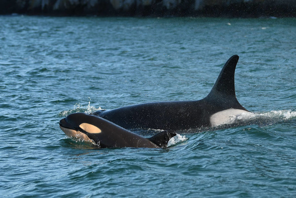 Researchers Confirm New Southern Resident Orca Calf - West Coast Traveller