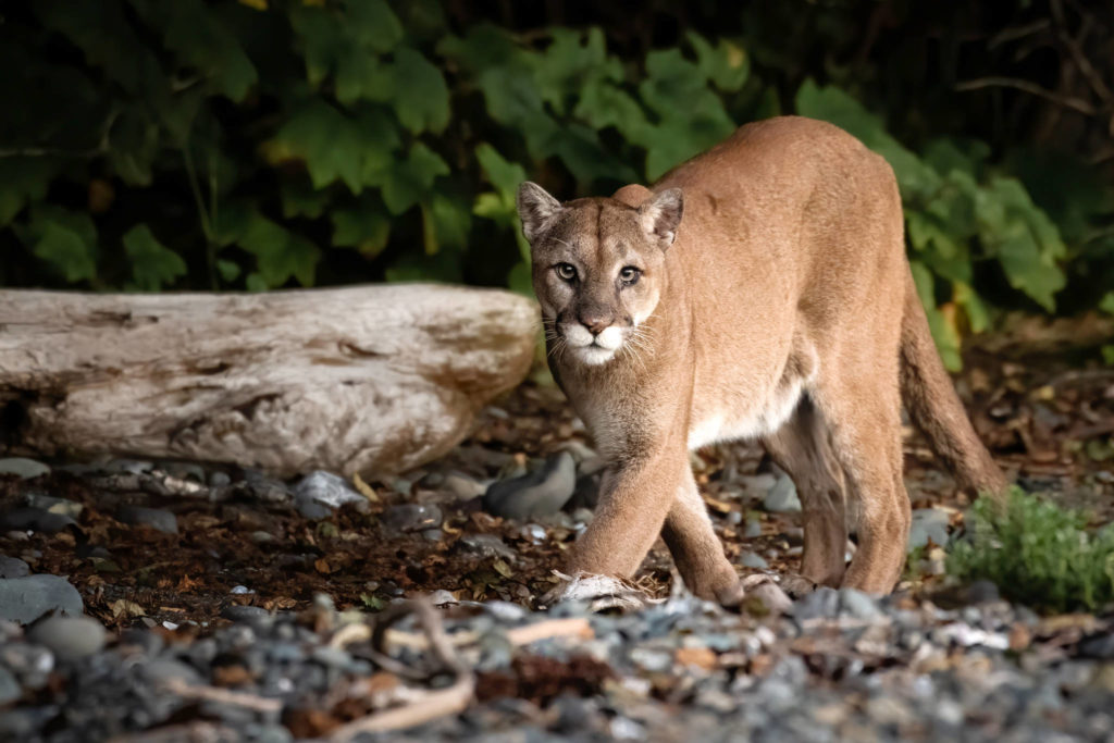 Vancouver Island photographer to be featured in Canadian Geographic ...