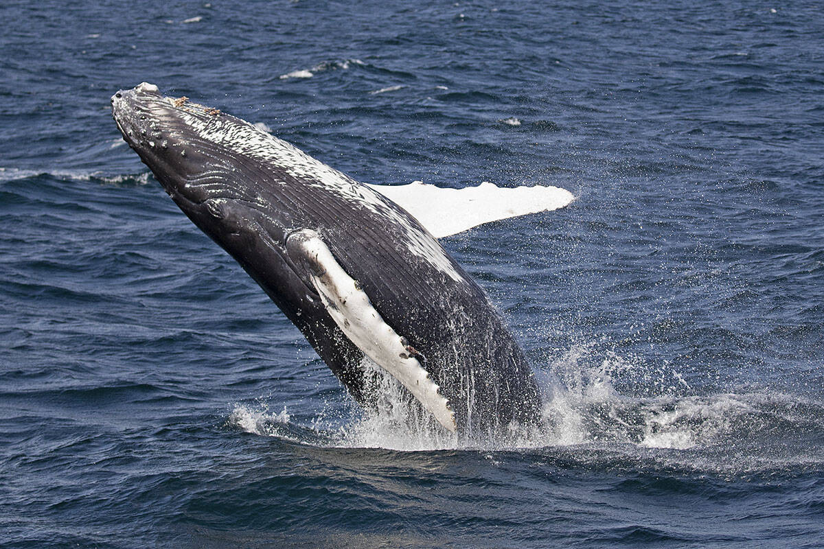 Record number humpback calves spotted off B.C.’s south coast in 2021 ...