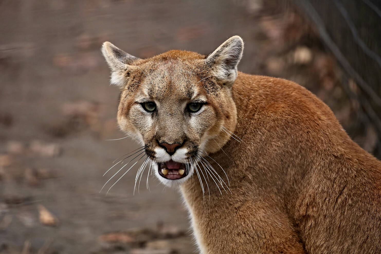 Famed mountain lion P-22 makes dramatic appearance in Los Angeles ...