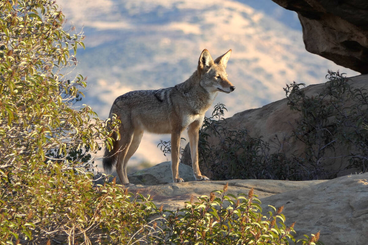 California to break ground on largest wildlife crossing - West Coast ...