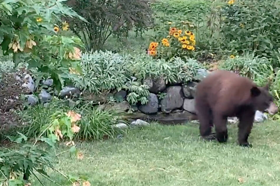 VIDEO: Black bear plays in B.C. MP’s bird bath - West Coast Traveller