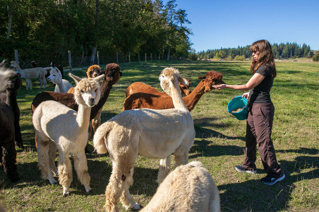 5 Alberta Farms Every Alpaca Lover Needs to Experience for Themselves 