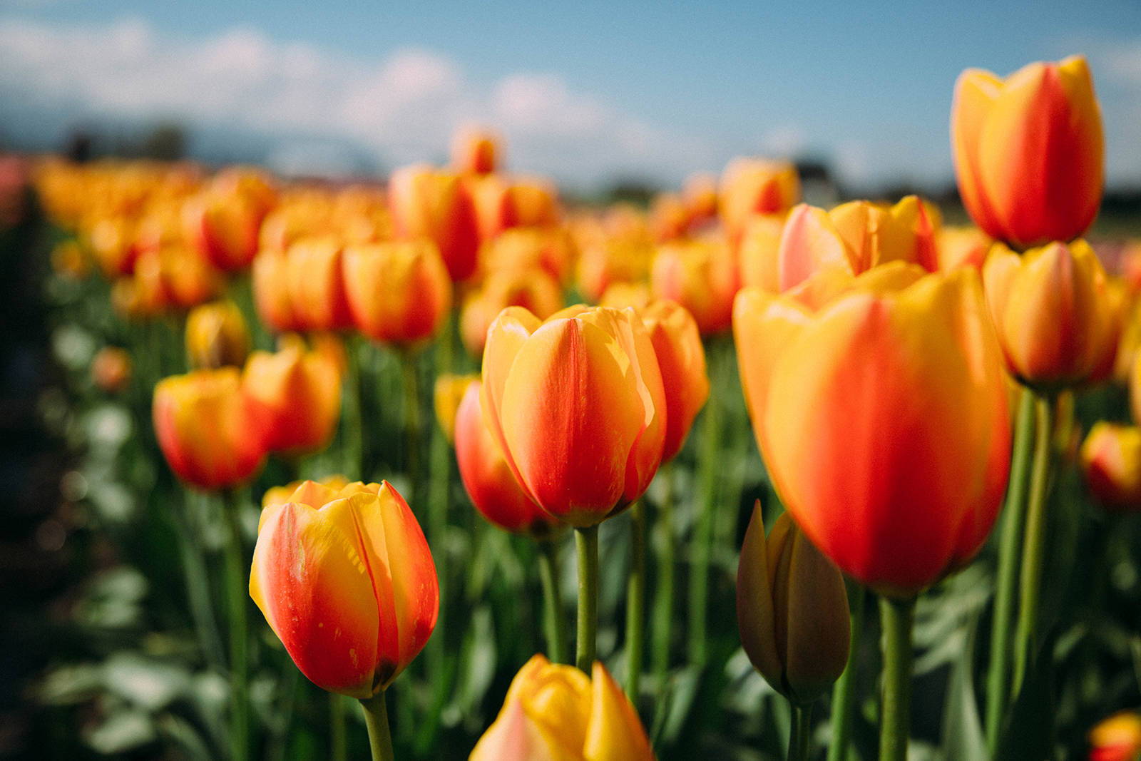 Alberta Fresh Spring Saluting Abbotsford’s spring sensations - West Coast Traveller