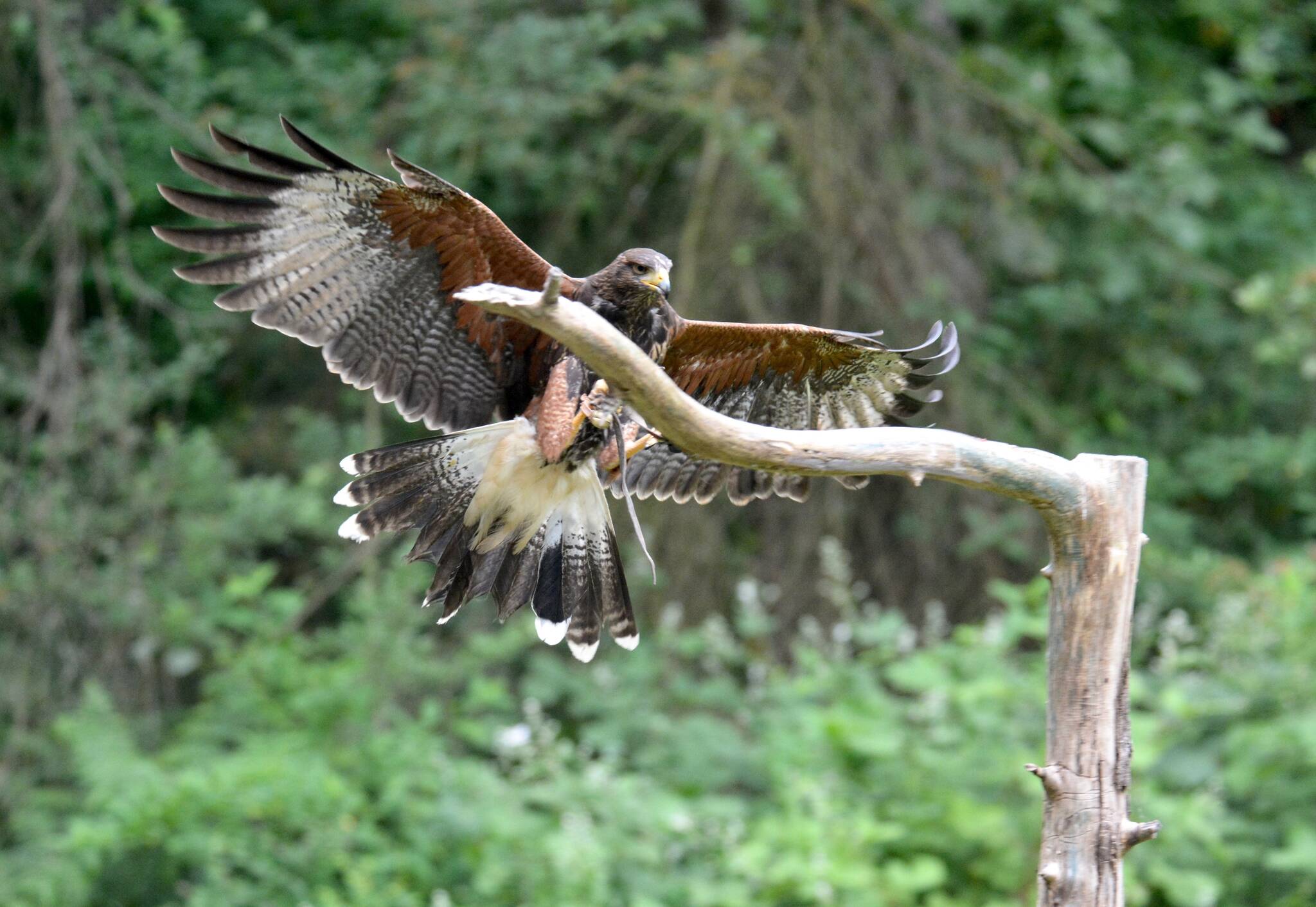 Soaring Raptors See raptors up close (really close!) at this Vancouver Island ...