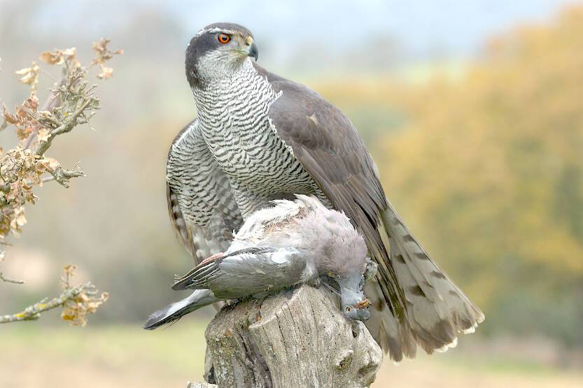 Welsh Hawk Haida Gwaii’s forest-dwelling hawk: One of the most endangered species ...