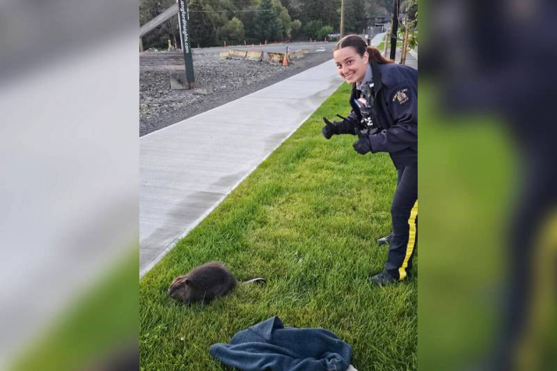 Vancouver Island Mounties rescue injured beaver from busy road in ...
